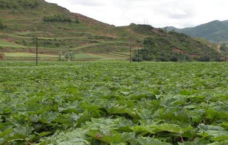 大黃 種植 技術(shù)