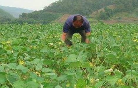 大豆 環(huán)境條件 要求