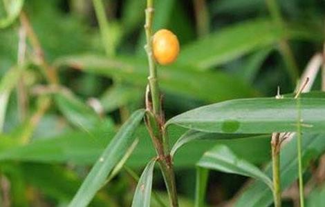 高良姜的栽培技術(shù)（高良姜的栽培技術(shù)有哪些）