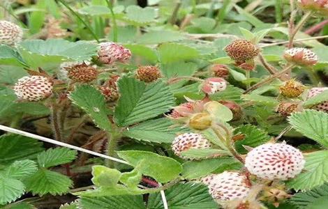 野草莓 怎么 种