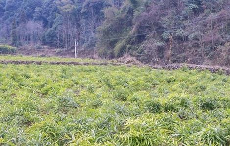 黃精的田間管理要點（黃精的栽培技術(shù)與管理）