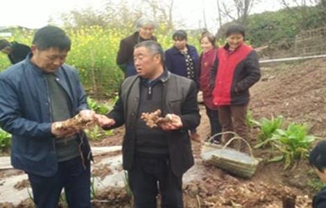 黃精的種植技術(shù) 黃精的種植技術(shù)和栽培地區(qū)中國(guó)柴胡