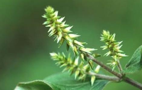 牛膝的田间管理技术（牛膝种植技术与栽培管理）