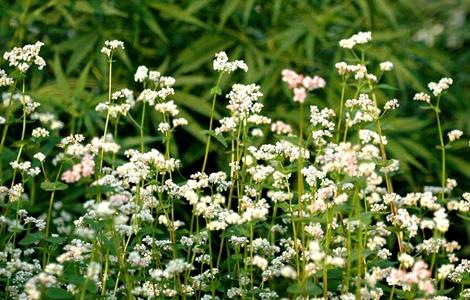 蕎麥如何種植才能高產(chǎn) 蕎麥如何種植才能高產(chǎn)一些