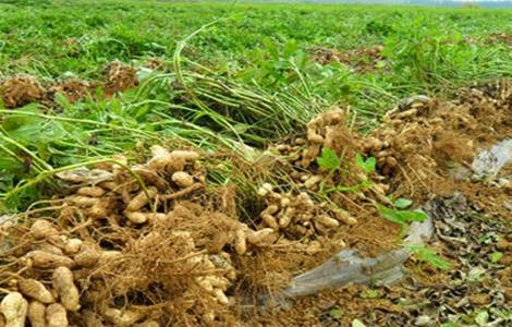 花生種植注意事項 花生種植