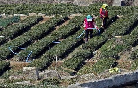 茶樹采摘后怎么管理