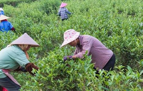 茶樹采摘后怎么管理