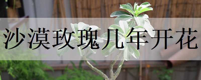 沙漠玫瑰几年开花（沙漠玫瑰几年开花后长二个长角）