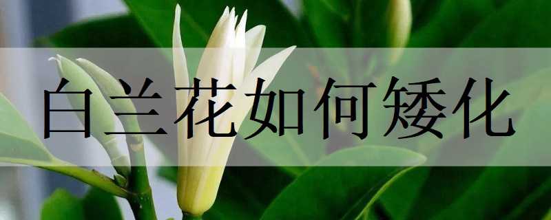 白蘭花如何矮化 白蘭花如何矮化養(yǎng)殖