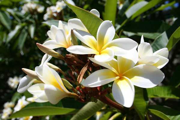 素馨花有毒吗，素馨花可以在室内养殖吗