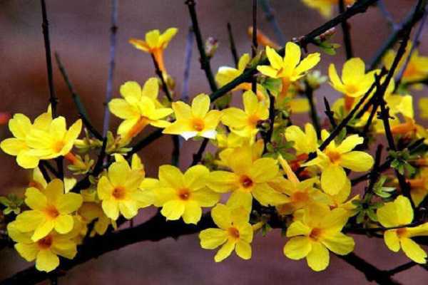 迎春花有哪些特点，什么时候开花（迎春花开花的特点）