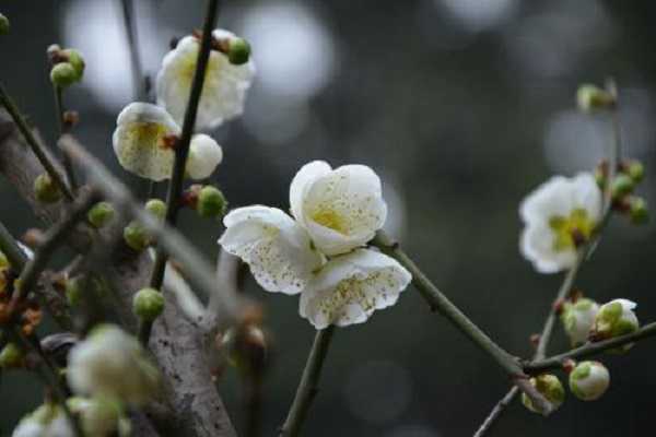 白梅花是什么花，屬于什么植物 白梅花是什么花,屬于什么植物類