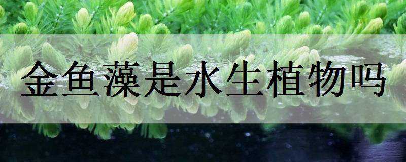 金魚藻是水生植物嗎 金魚藻是水生植物嗎圖片