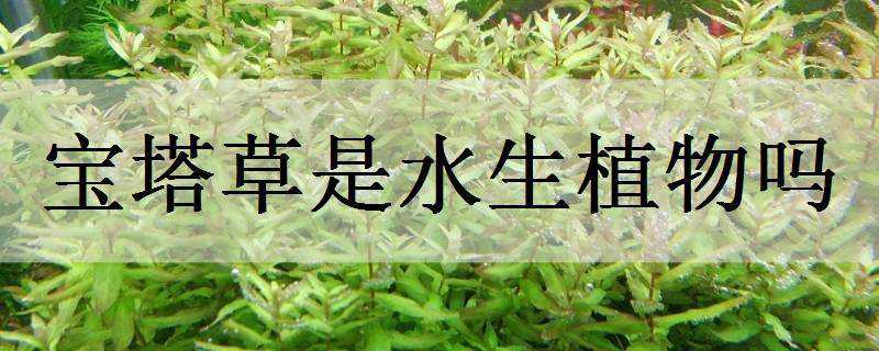 寶塔草是水生植物嗎 寶塔草是水生植物嗎怎么養(yǎng)