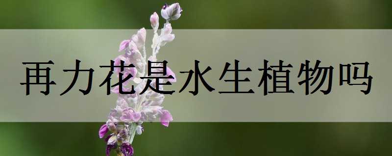 再力花是水生植物嗎（再力花是什么植物）