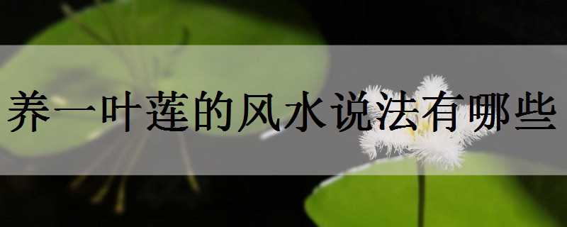 養(yǎng)一葉蓮的風(fēng)水說(shuō)法有哪些 家里養(yǎng)一葉蓮風(fēng)水好嗎