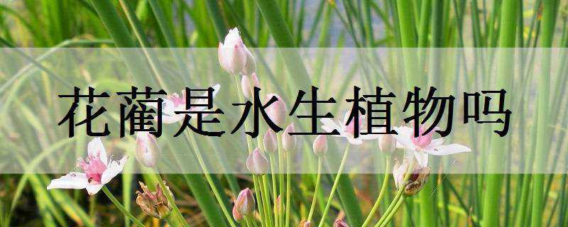 花蔺是水生植物吗（花蔺是水生植物吗为什么）