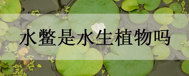 水鱉是水生植物嗎 水鱉是水生植物嗎為什么