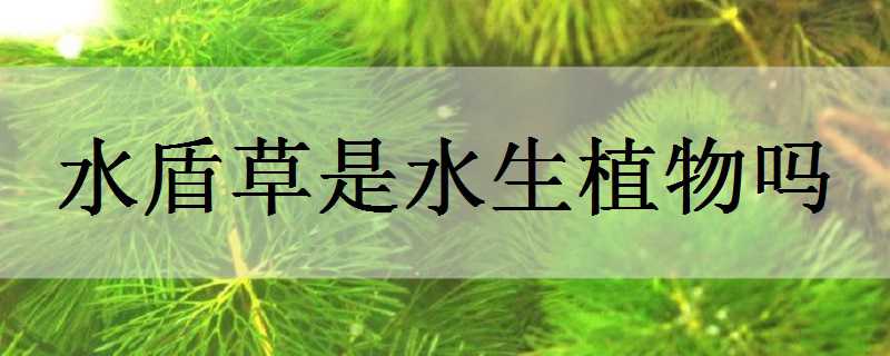 水盾草是水生植物嗎（水盾草的作用）