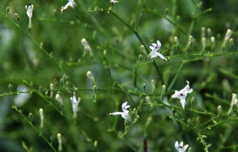 穿心蓮種植技術(shù)