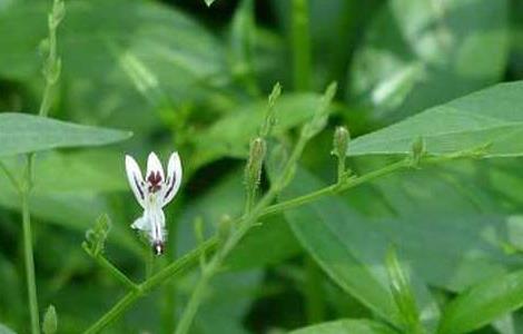 穿心蓮種植技術(shù)