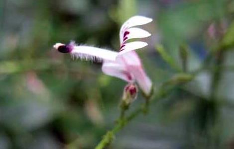 穿心蓮種植技術(shù)