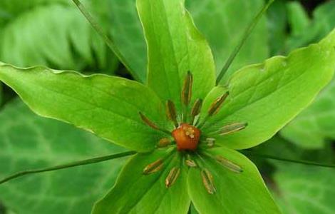 重樓的種植條件