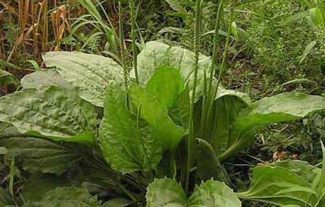 車前草種植技術(shù)