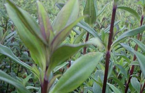 龍膽草的種植技術(shù)（龍膽草的種植技術(shù)與管理）