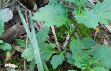 龍膽草種植技術(shù)