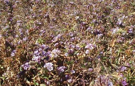 龍膽草種植技術(shù)