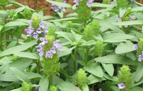 夏枯草種植技術(shù)