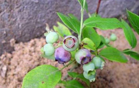 蓝莓种植条件