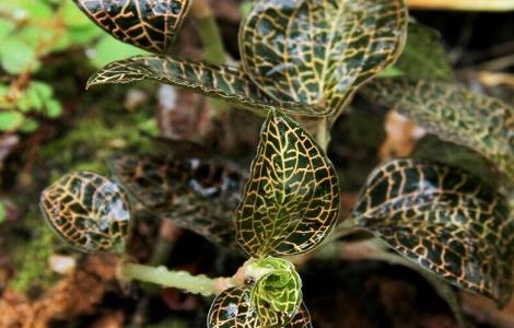 金线莲的种植成本和利润 金线莲种植赚钱吗