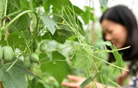 拇指西瓜種植方法