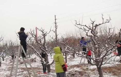 果樹 整形修剪 問題