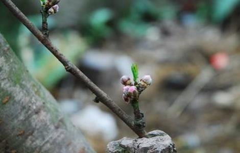 桃树的嫁接时间和方法 桃树的嫁接时间和方法视频