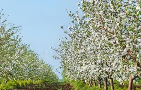 5月 苹果 管理 技术要点