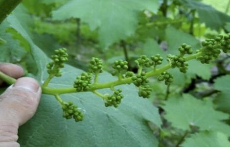 葡萄拉花技术 葡萄拉花技术视频