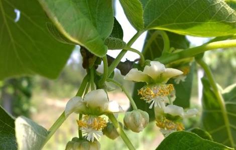 獼猴桃花期前后的管理 獼猴桃開(kāi)花結(jié)果期管理