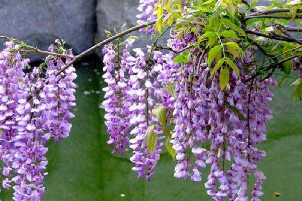 紫藤花芽與花苞區(qū)別 如何區(qū)分兩者