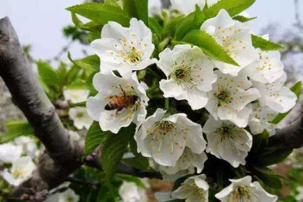 櫻桃花什么時候開 櫻桃開花及結(jié)果時間