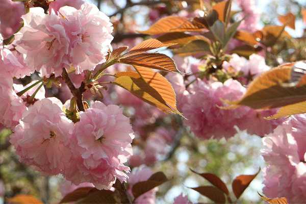 日本晚櫻是常綠還是落葉，什么時(shí)候開(kāi)花