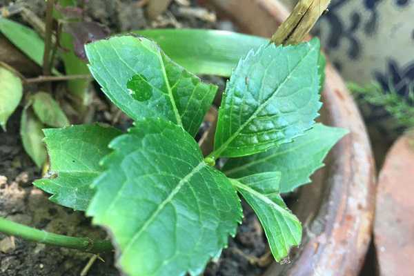 繡球花種子如何催芽，催芽之后要怎么移栽