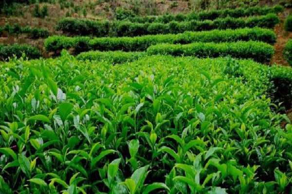 茶樹怎么種植，茶樹需要幾年能長大（茶樹怎么種植,茶樹需要幾年能長大葉子）