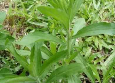 茼蒿种植技术和注意事项介绍 茼蒿的种植方法以及日常管理