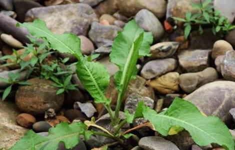 野菠菜是什么植物（野菠菜是什么植物類型）