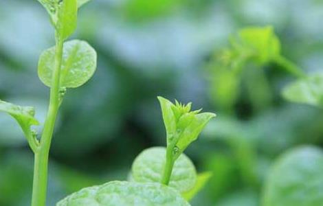 木耳菜的種植技術(shù)（木耳菜的種植技術(shù)和管理）