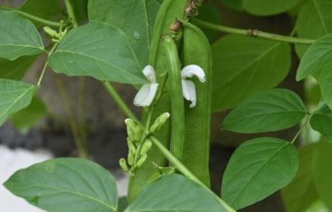 刀豆的種植時間與方法 刀豆的種植時間與方法圖片