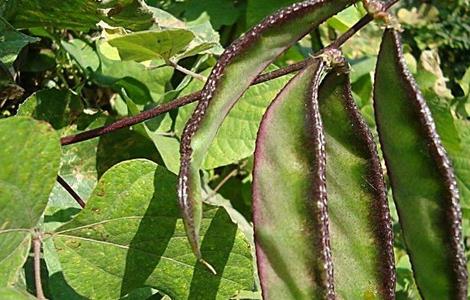 扁豆高產(chǎn)種植技術(shù)（扁豆高產(chǎn)種植技術(shù)要點(diǎn)）